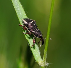 Aoplocnemis rufipes