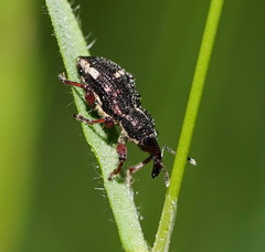 Aoplocnemis rufipes