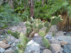 Opuntia comonduensis