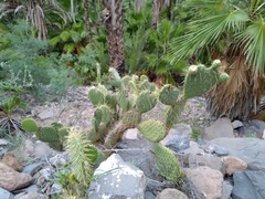 Opuntia comonduensis