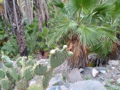 Opuntia comonduensis