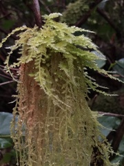 Pseudisothecium myosuroides