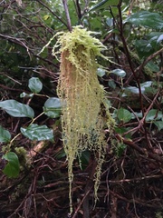 Pseudisothecium myosuroides