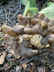 Helvella compressa