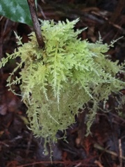 Pseudisothecium myosuroides