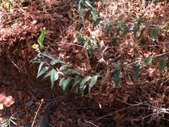Helianthus californicus