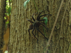 Grammostola burzaquensis