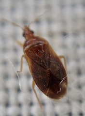 Cardiastethus fasciiventris