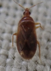 Cardiastethus fasciiventris