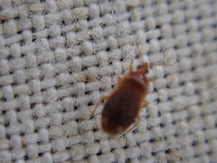 Cardiastethus fasciiventris