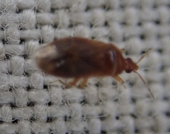 Cardiastethus fasciiventris