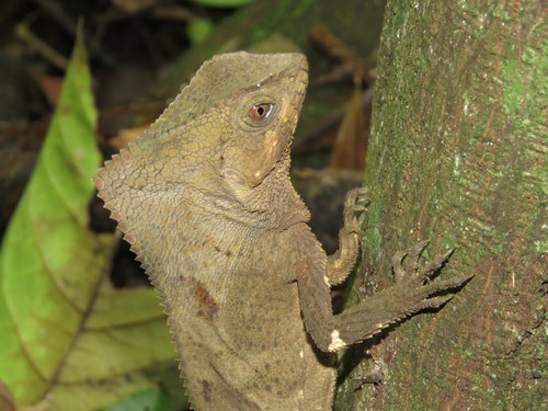 Helmeted Iguana, Girón, Santander, Colombia, photo 8 of 10