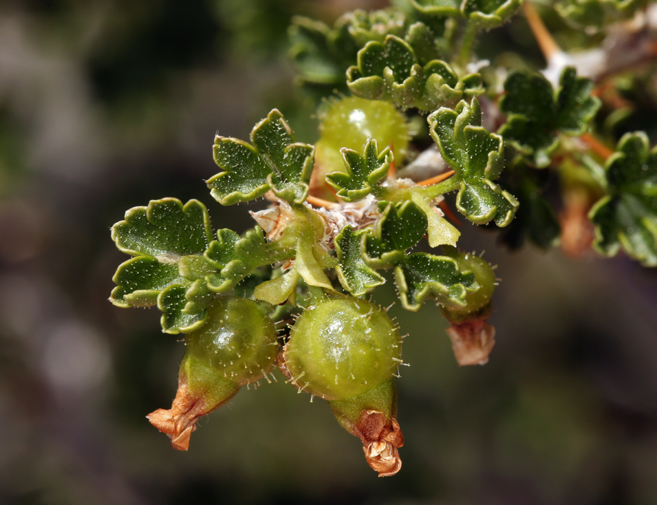 desert gooseberry
