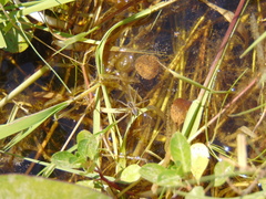 Diapontia uruguayensis