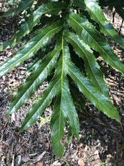 Hicksbeachia pinnatifolia