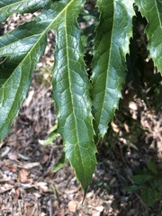 Hicksbeachia pinnatifolia