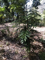 Hicksbeachia pinnatifolia