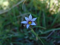 Sisyrinchium platense