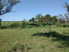 Erythrina crista-galli