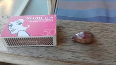 Notocypraea angustata