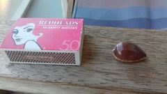 Notocypraea angustata