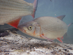 Common Nase photo 2