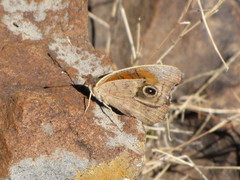 Junonia nigrosuffusa