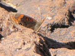 Junonia nigrosuffusa