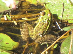 Lithobates neovolcanicus