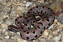 Sistrurus miliarius streckeri