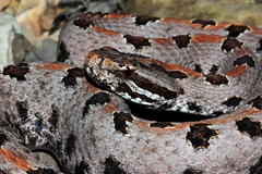 Sistrurus miliarius streckeri