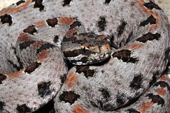 Sistrurus miliarius streckeri