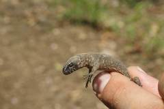 Lepidophyma tuxtlae