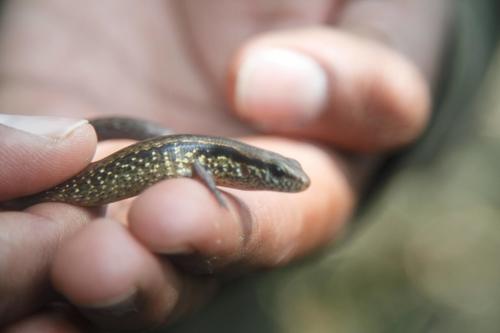 Brown Forest Skink