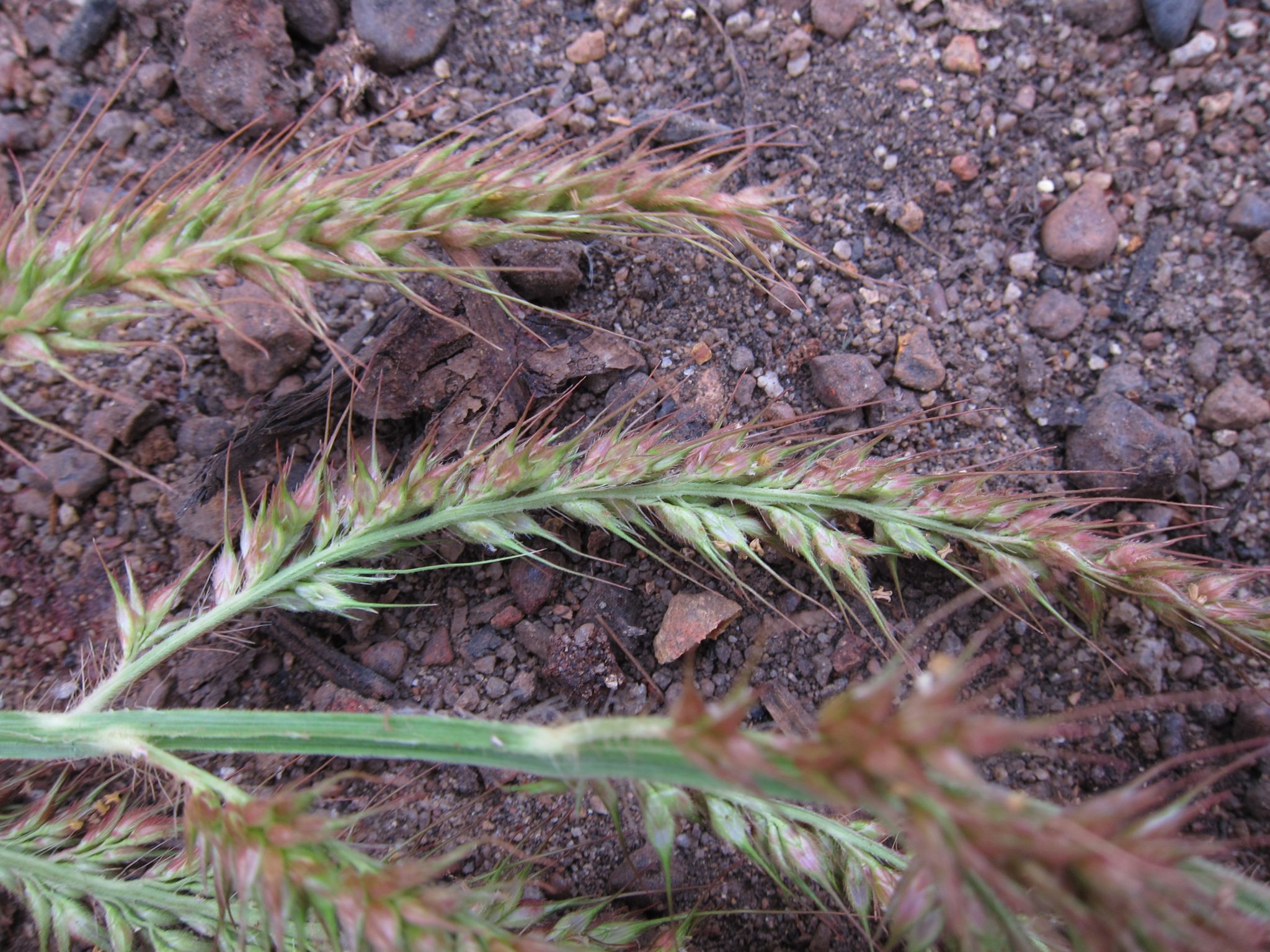 (c) bat (Maria Vorontsova), aucun droit réservé (CC0) https://www.inaturalist.org/observations/65442914