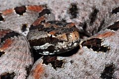 Sistrurus miliarius streckeri
