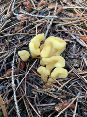 Cudoniaceae
