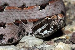 Sistrurus miliarius streckeri