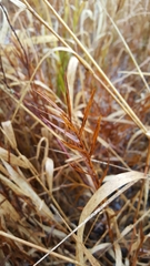 Dulichium arundinaceum