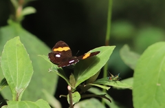 Adelpha leucophthalma