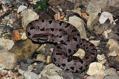 Sistrurus miliarius streckeri