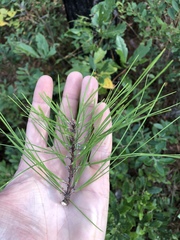 Pinus serotina
