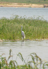 Ardea alba