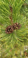 Pinus