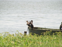 Nannopterum brasilianum
