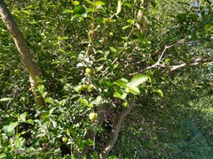 Malpighia diversifolia