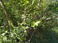 Malpighia diversifolia