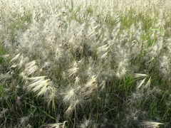 Bouteloua megapotamica