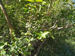 Malpighia diversifolia