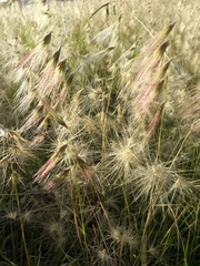 Bouteloua megapotamica